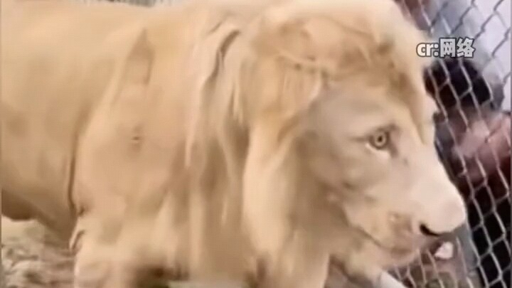 Hilarious! A man stuck his hand into the lion enclosure to take a photo, and the lion shoved him rig