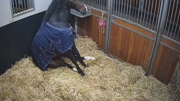 When a horse gets bored, it just plops down on the ground.