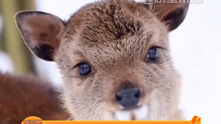 Such a cute little roe deer! Seriously, whoever stands next to it would probably look a lot smarter,