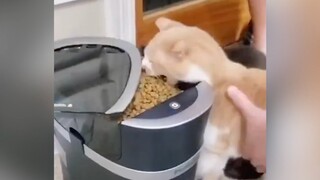 Orange Cat: I haven't eaten for two minutes—don't stop me!