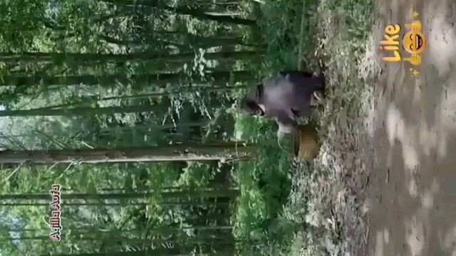 yaya anak pembawa keberuntungan