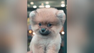 Phốc sốc cute tuitienpet dcgr phocsoc pomeranian