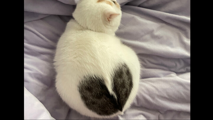 When netizens got creative with their imaginations about my cat’s coat pattern…