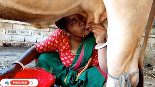 Cow Milking  - Village Life With Aroti Shannal Indian Short Film