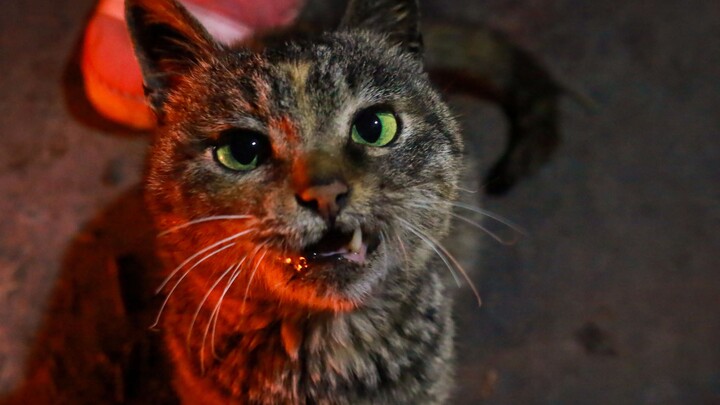 Chú mèo mướp ở nông thôn này tuy đã già, nhưng vẫn giữ nguyên trái tim thiếu nữ, lúc nũng nịu thì gi