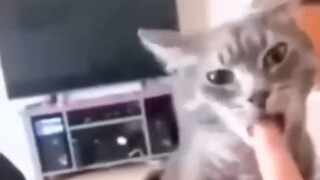 猫坏人也坏