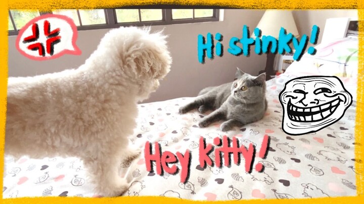 My Toy Poodle Plays with a British Shorthair Cat | Dog vs Cat | The Poodle Mom