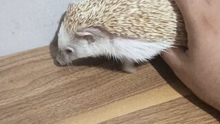 Hedgehog cute