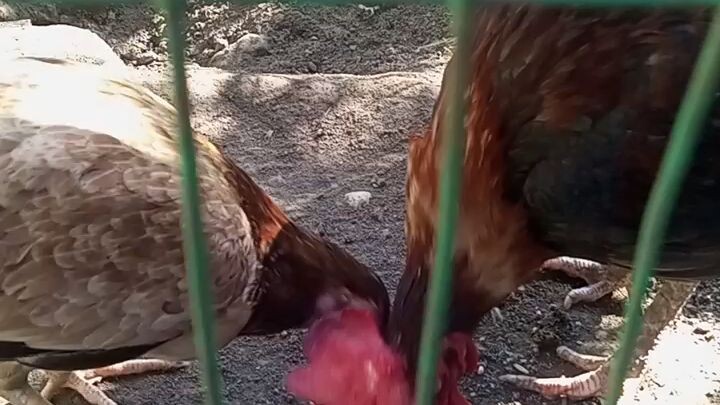 old time bloodline 15 years old broodcock seedfowl na kung tawagin