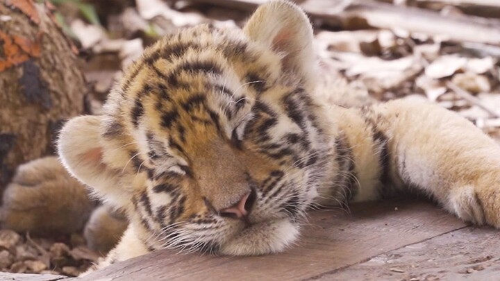 ใครจะปฏิเสธเจ้าลูกเสือตัวน้อยที่เอียงหัวมองคุณได้ล่ะ?