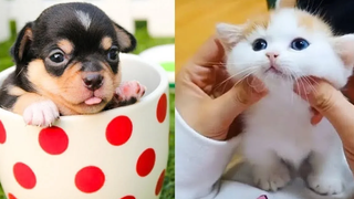 Sweet & Cute Dog and Cat Compilation #55 | CuteVN