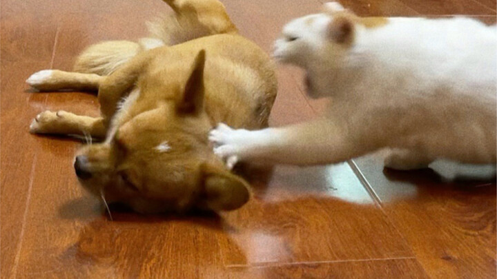 A Pro Anti-Drama Expert Has Come to My House!