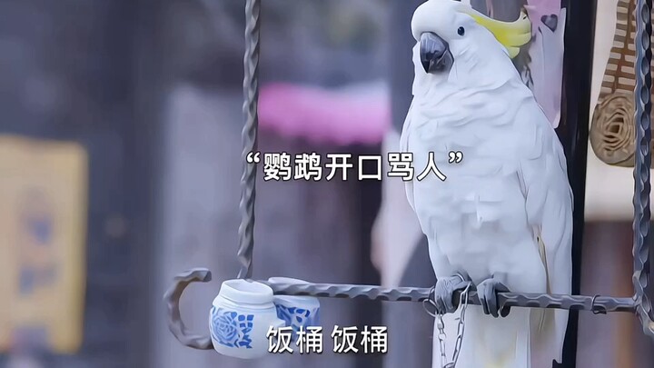 The parrot starts cursing the Japanese—what a hilarious ending!