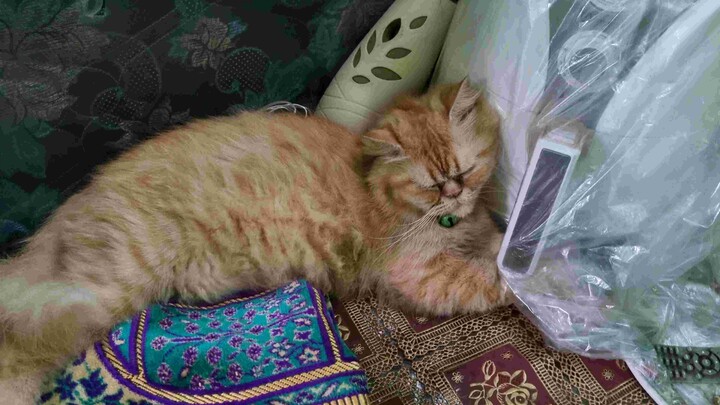 Cute snooring sleeping cat enjoy the vibes