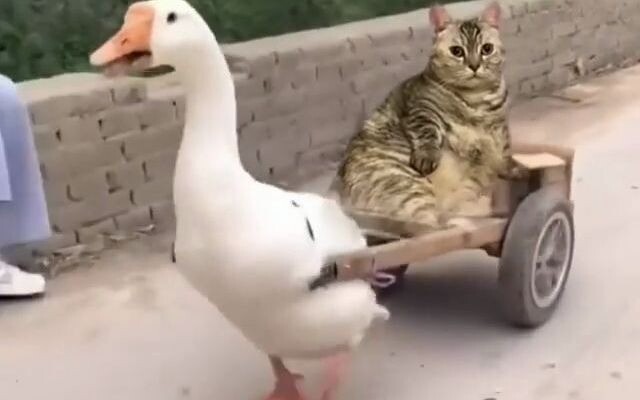 Dewasa! Zaman telah berubah