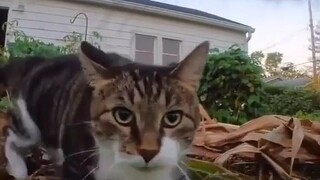 Video by Cute Pet Club (5)