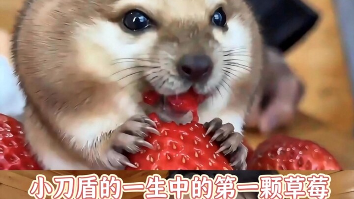My Sword and Shield’s very first strawberry ever!!!