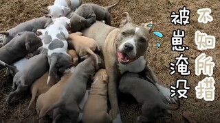 ลูกสุนัขตัวเล็กผอมๆ ที่รับมาเลี้ยง กลับคลอดลูกถึง 16 ตัวในครั้งเดียว...