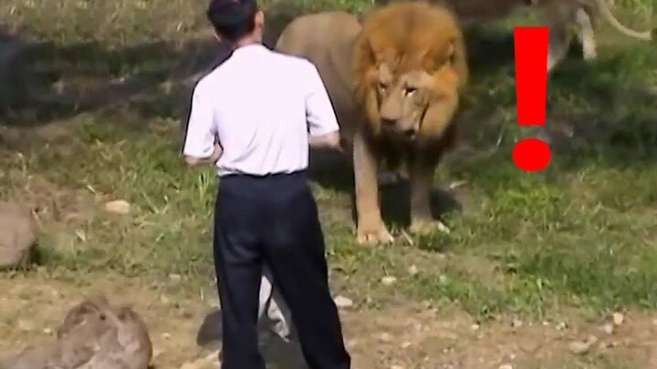 Pria Itu Mabuk dan Jatuh ke Taman Singa, Penyelamatan Dirinya Hebat!