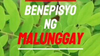 Mga benepisyo sa katawan ng malunggay #benefitsofmalunggay #malunggay #benepisyongmalunggay