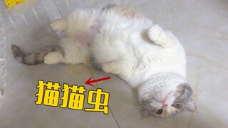 母猫怀孕40天，喜欢缠着主人撒娇，太萌了！