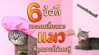 EP19 : 6ข้อดีของการเลี้ยงแมว ที่คุณอาจไม่เคยรู้ – ทาสแมวฟังแล้วแฮปปี้