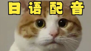 Sand sculpture cat, but Japanese