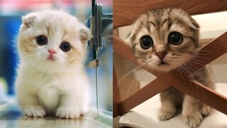 Super Cute & Playful Kittens In The World #4 | Cute VN