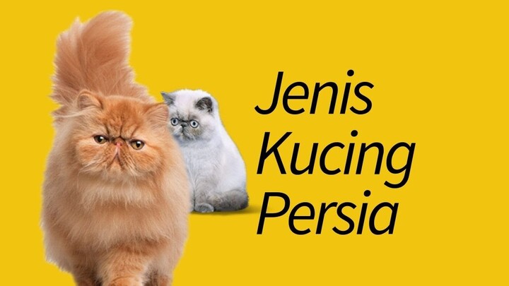 Jenis Kucing Persia—Dijamin Baru Denger!