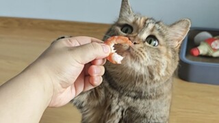 Cat, I want to beat the food