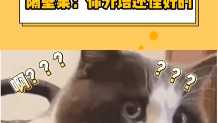 我的天，震惊我一整年，主打的就是一个听不懂。