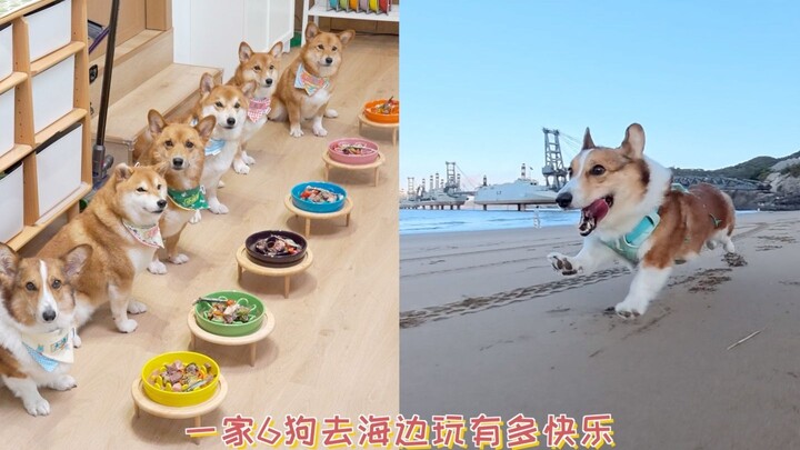 Seberapa serunya keluarga dengan 6 ekor anjing pergi berlibur ke pantai?