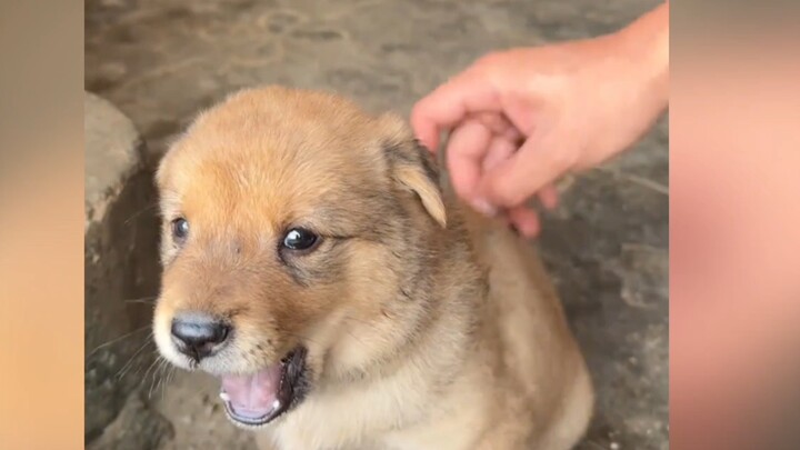 Puppy: Don't touch me, got it?