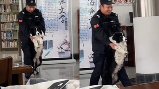 A Border Collie sneaked into the library in the elevator, was discovered by the security guard and c