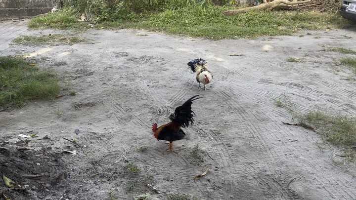 Native 5 months vs bantam 3yrs old