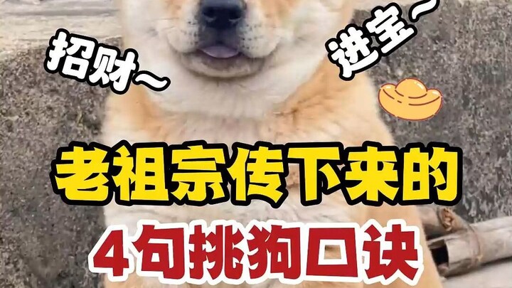 原来挑选狗狗还有口诀