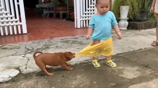 ลูกสุนัขดึงกางเกงฉัน