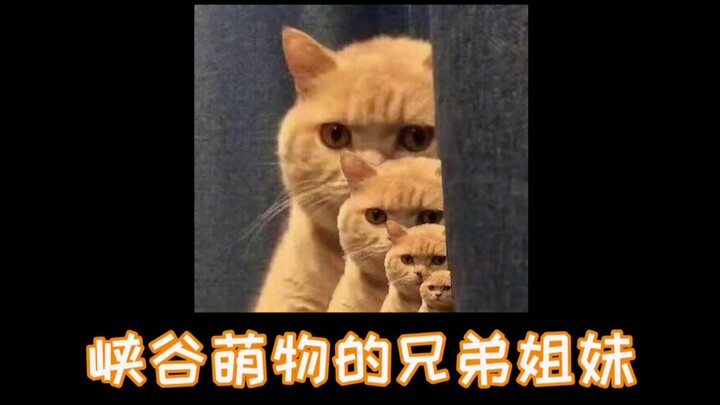 These adorable little ones’ siblings are just as well-behaved!!