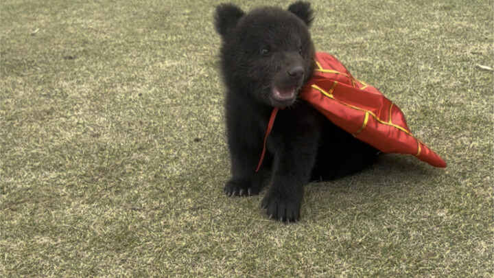 Bear Cubs Who Win at the Starting Line