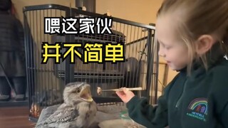 那些美好的动物视频！