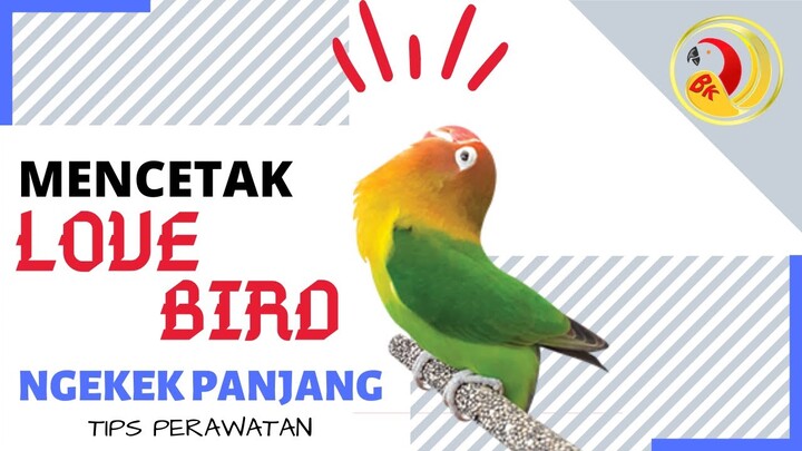 TIPS SEDERHANA MENCETAK LOVEBIRD NGEKEK PANJANG