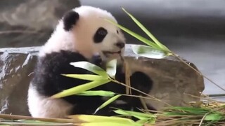 Super Cute Baby Panda Learning to Eat Bamboo