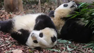 Panda Channel | Cute Panda Cubs Cuddling Together | Hehua & Runyue