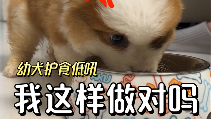 求求了！我家天使小狗第三天开始忽视了