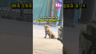 Dáng vẻ của mấy đứa biết mình có tội 🤣 #Shorts #Yeulu #Yeuluofficial