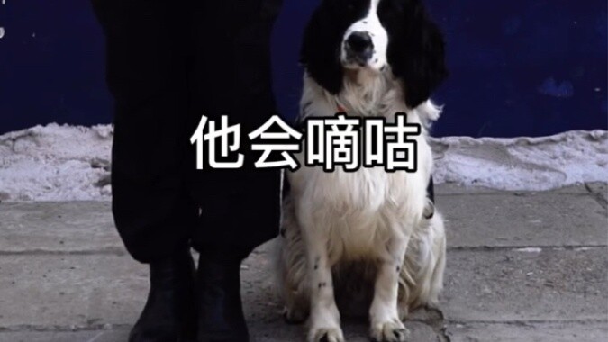 Why can’t the Border Collie, who has the highest IQ, become a police dog?