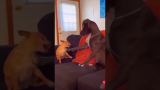 Funny Animal Videos Of The Day 0079! 😂😂😺🐶