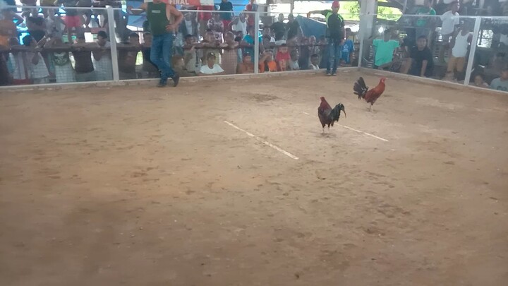 3rd fight 3cock derby