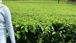 sukanya main dikebun😆