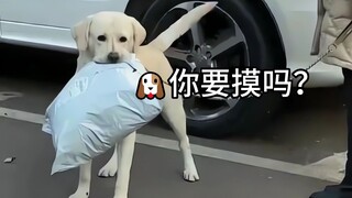 Beberapa anak anjing memiliki etika yang tertanam dalam tulang mereka!